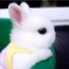 Animales que maravilla #02 15