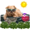 HOLIDAY DOGS 14