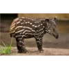 Animales que maravilla #02 16