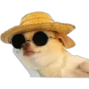 Dogos y Michis 20