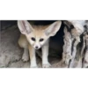 Animales que maravilla #02 17