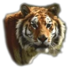 Tigres 11