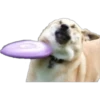 Dogos y Michis 23