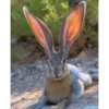 Animales que maravilla #02 18