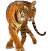 Tigres 12