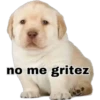 no me gritez