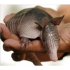 Animales que maravilla #02 19
