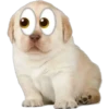 Perritos 20