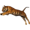 Tigres 13