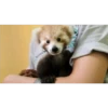 Animales que maravilla #02 20