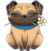perro pug 8