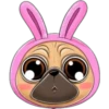 perro pug 9