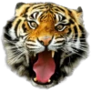 Tigres 15