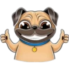 perro pug 10
