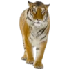 Tigres 16