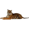 Tigres 17