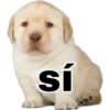 sí