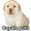 Cayate puta