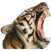 Tigres 18