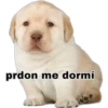 prdon me dormí