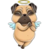 perro pug 12