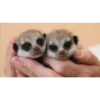 Animales que maravilla #02 23