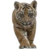 Tigres 19