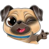 perro pug 13