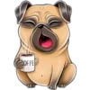 perro pug 14
