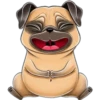 perro pug 15