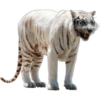 Tigres 20