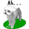 Maltese dog 5