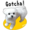 Maltese dog 7