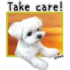 Maltese dog 8