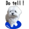 Maltese dog 9