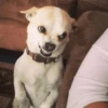 Crazy Animals 8