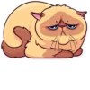 Meme Cats 1 14