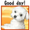 Maltese dog 10