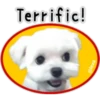 Maltese dog 11