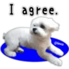 Maltese dog 12