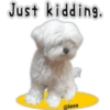 Maltese dog 13