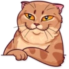 Meme Cats 1 18