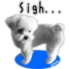 Maltese dog 14