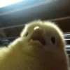 Crazy Animals 12