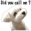 Maltese dog 15