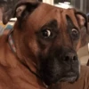 Crazy Animals 13