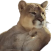 Crazy Animals 14