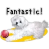 Maltese dog 16