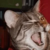 Crazy Animals 15