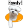 Maltese dog 17